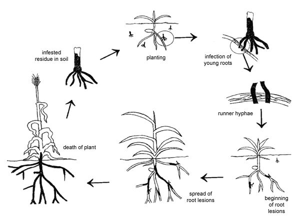 Take all root rot